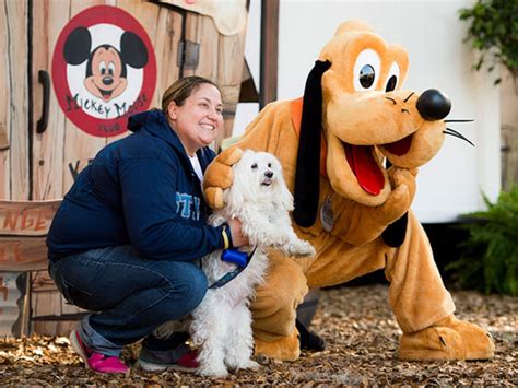 pet daycare disney world