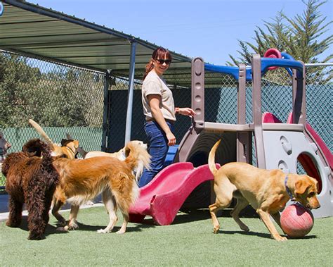 pet daycare in orlando fl