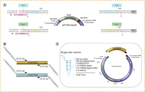 Pet Expression Vector Customized For Efficient Seamless Cloning