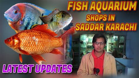 pet fish sale karachi