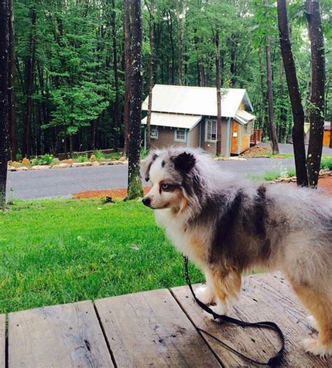 pet friendly cabins maryland