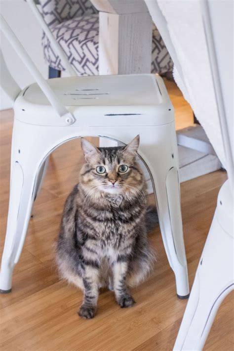 Pet Friendly Dining Chairs