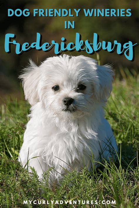 pet friendly fredericksburg tx