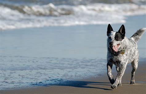 Pet Friendly Hotels In Salinas California