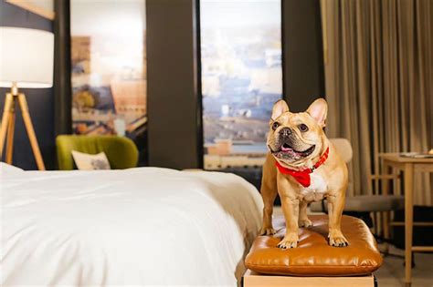 pet friendly hotels near me weekly rates in new york city
