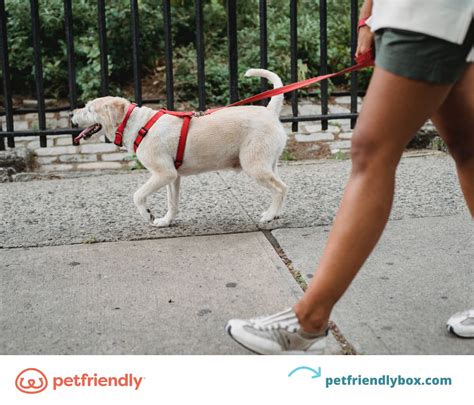 Pet Friendly Vacations Illinois