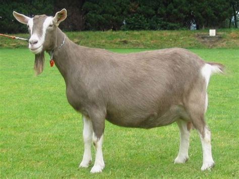 pet goat breeds