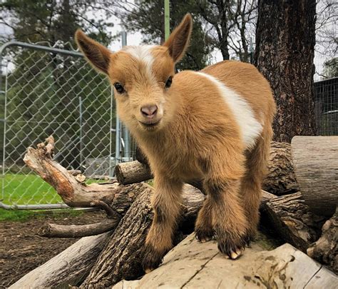 pet goat for sale