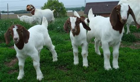 pet goats for sale in pa