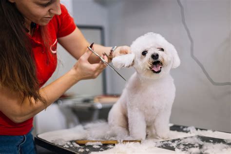 Professional Pet Groomer Services Near You!