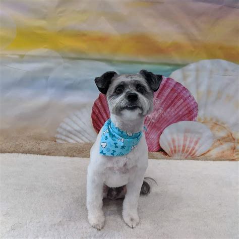 Pet Grooming Mount Forest