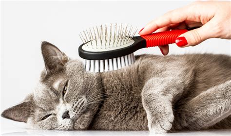 pet grooming near me for cats