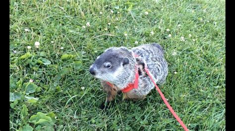 Pet Groundhog Video