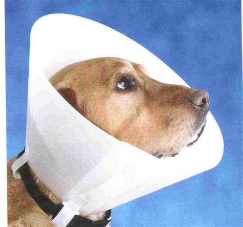 Pet Head Guard
