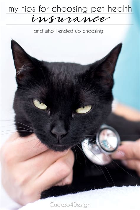 pet health insurance for cats