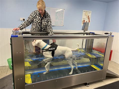 Pet Hydrotherapy Treadmill