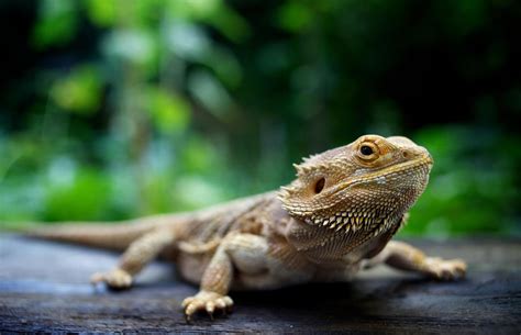 pet insurance for bearded dragon lifespan