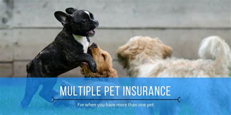 pet insurance for multiple animals