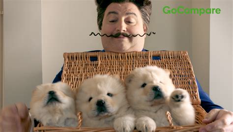 pet insurance go compare