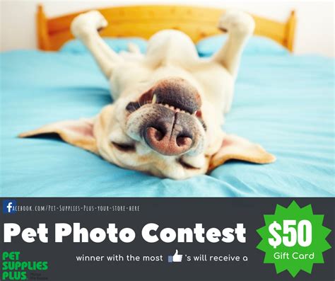 pet photo contest for money