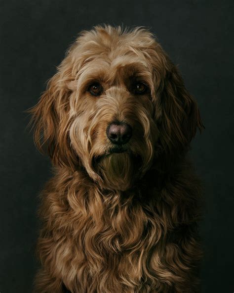 Pet Portrait Canada