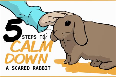 Pet Rabbit Scared Behavior