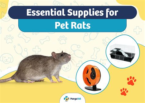 Pet Rat Supplies