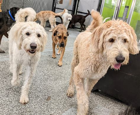 Pet Resort Gilbert Az