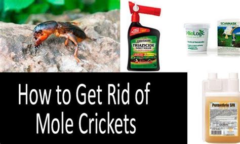 pet safe mole cricket killer
