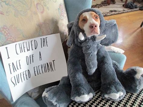 pet shaming