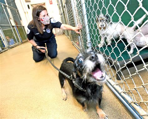 pet shelters in ct