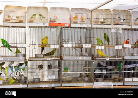 Pet Shops With Birds