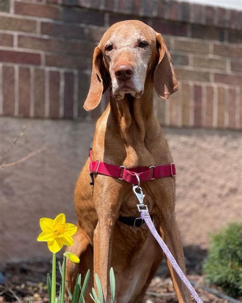 Pet Sitting Duluth Mn