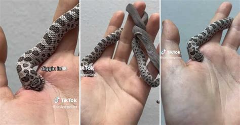 Pet Snake Biting Owner
