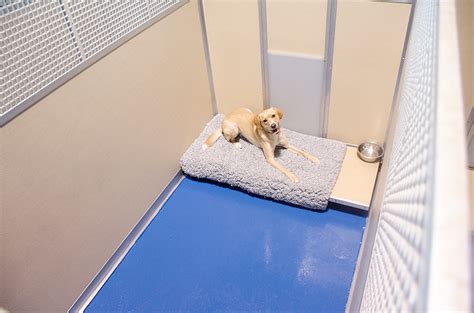 pet stay near me in new york city