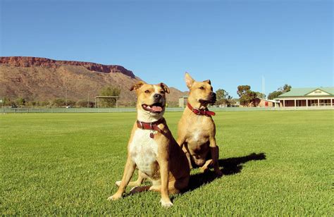 pet store alice springs