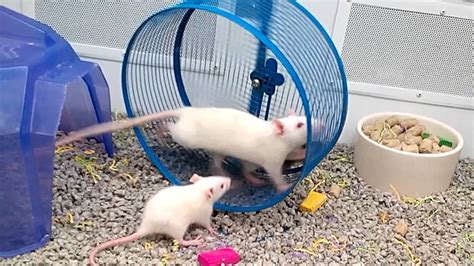 Pet Store With Rats