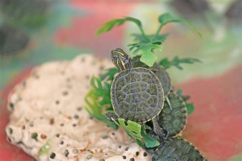 Pet Store With Turtle