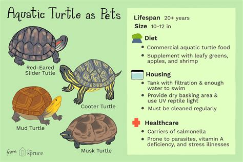 Pet Turtle Care Guide