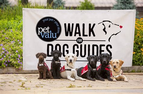 pet valu walk for guide dogs