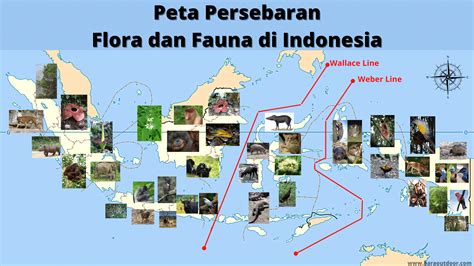 peta sebaran flora dan fauna