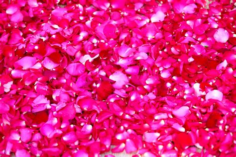 Petals Of Roses