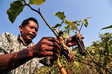 petani terong di indonesia