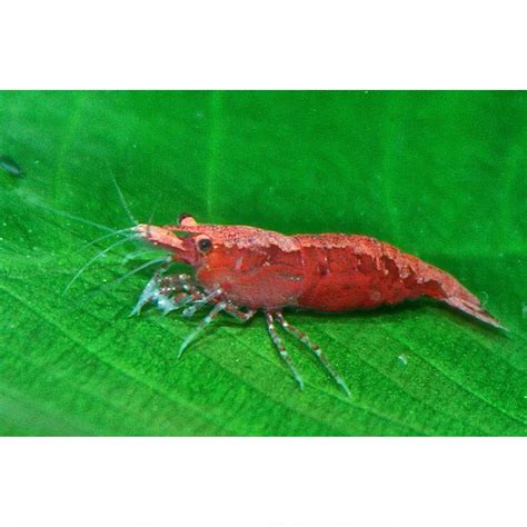 petco cherry shrimp