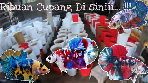 TERMURAH!!! ikan cupang(bahanan)super gold Shopee Indonesia
