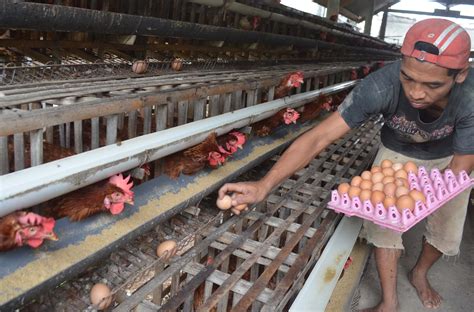 Peternak Ayam Broiler di Indonesia