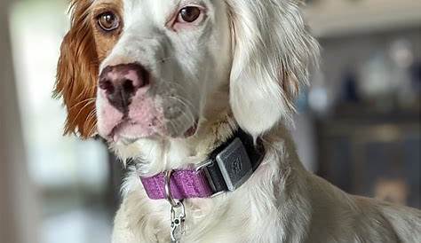 Lulu is mostly Englih Setter. She is grace, elegance and beauty in a