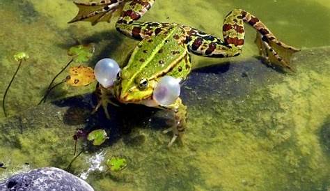 EN IMAGES- Une nouvelle espèce de grenouille découverte
