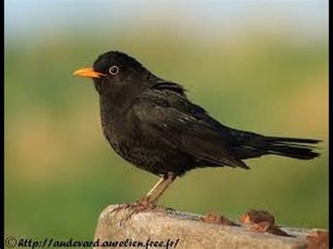 petit oiseau noir bec noir