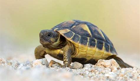 Petite tortue de terre en résine | Boutique Idellia – Au centre de Hyères